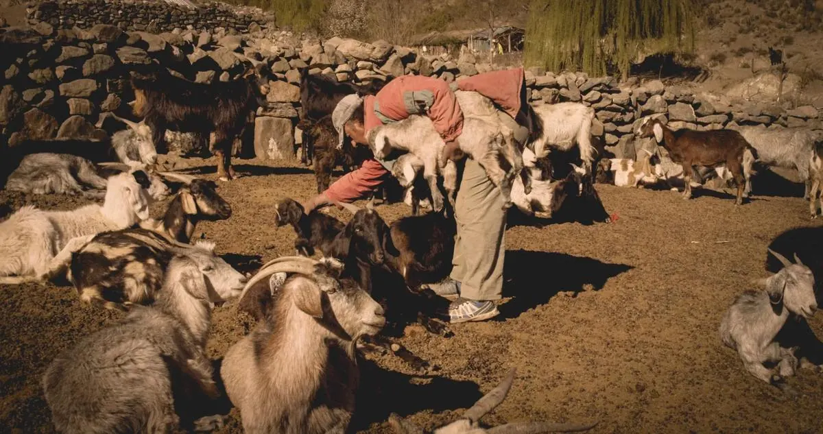 Un puestero entre su majada de cabras
